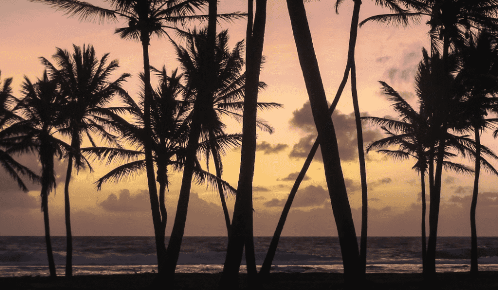 marshall islands palm trees